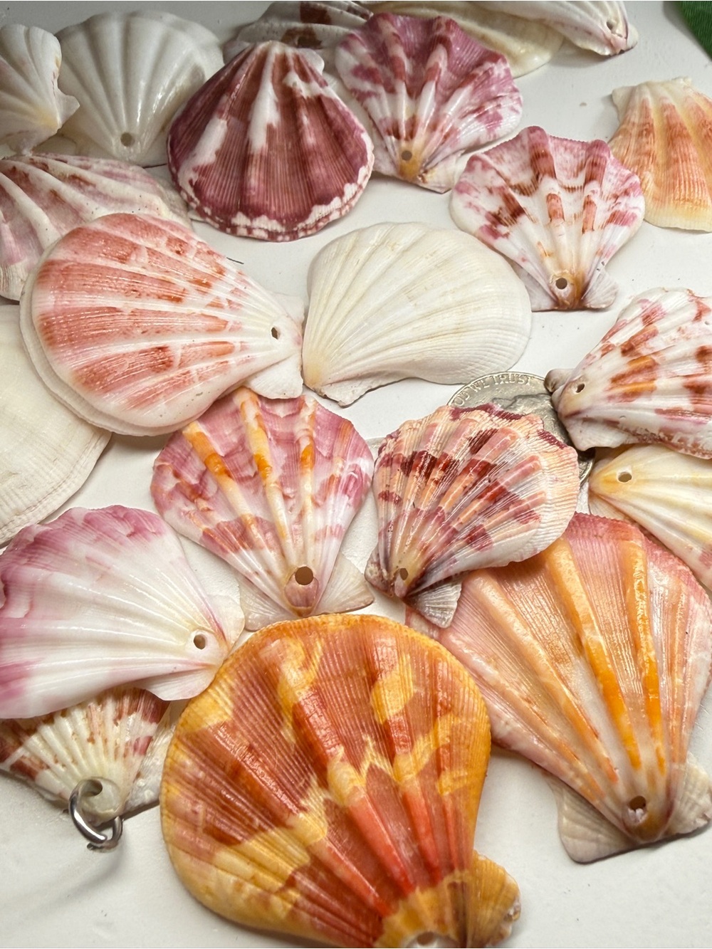 New! Natural Folded Scallops Pre Drilled Holes DIY Jewelry Making Crafting Lot